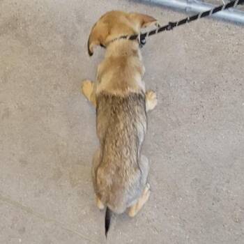 Petrie -  Mixed Breed Dog for Adoption in Las Cruces, New Mexico - Petrie | PetCurious