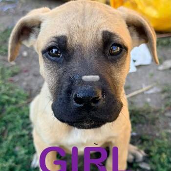 Sammy -  Mixed Breed Dog for Adoption in Tacoma, Washington - Sammy | PetCurious