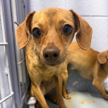 Chihuahua and Mixed Breed Dogs Available for Adoption in Kyle, Texas - CALYPSO | PetCurious