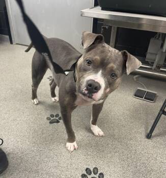 Blu -  Pit Bull Terrier Dog for Adoption in Fremont, Ohio - Blu | PetCurious