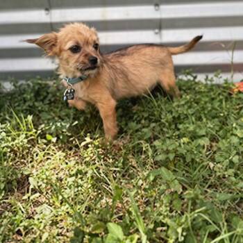 Wind Rider -  Cairn Terrier Dog for Adoption in Boerne, Texas - Wind Rider | PetCurious