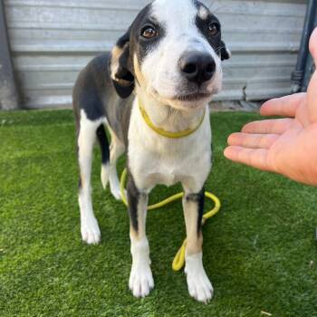 Rescue Labrador Retriever Dogs for Adoption in Harlingen, Texas - Hunter | PetCurious