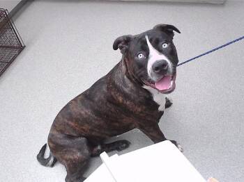 BOCEPHUS -  Mastiff and Mixed Breed Dog for Adoption in Omaha, Nebraska - BOCEPHUS | PetCurious