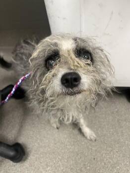 EL POLLO LOCO -  Terrier Dog for Adoption in Las Vegas, Nevada - EL POLLO LOCO | PetCurious