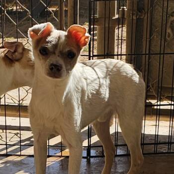 Rescue Chihuahua Dogs for Adoption in Midland, Texas - Hugo | PetCurious