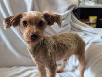 Rescue Yorkshire Terrier Dogs for Adoption in Plant City, Florida - Coco | PetCurious