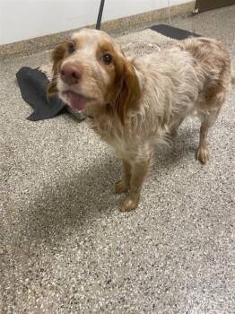Lady -  Spaniel Dog for Adoption in Vancouver, Washington - Lady | PetCurious