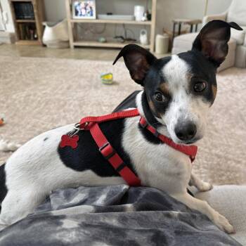 Bandit -  Parson Russell Terrier Dog for Adoption in Alafaya, Florida - Bandit | PetCurious