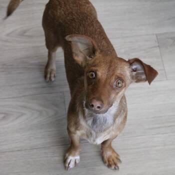 Rat Terrier and Dachshund Dogs Available for Adoption - Cocoa Pebbles | PetCurious