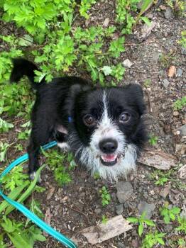 Domino -  Terrier Dog for Adoption in East Hartford, Connecticut - Domino | PetCurious