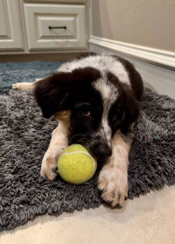 Rescue Australian Shepherd Dogs for Adoption in Rockaway, New Jersey - Beefcake Lonestar | PetCurious