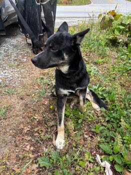 Siberian Husky Dogs Available for Adoption in Douglasville, Georgia - Azlan | PetCurious