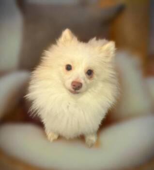 Rescue Pomeranian and Chihuahua Dogs for Adoption in Los Angeles, California - Jack | PetCurious