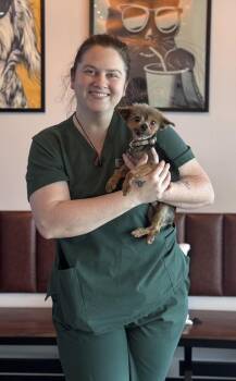 Ellington -  Yorkshire Terrier Dog Available for Adoption in Sandy Springs, Georgia - Ellington | PetCurious