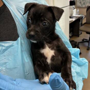 Brandy -  Labrador Retriever and Mixed Breed Dog for Adoption in San Antonio, Texas - Brandy | PetCurious