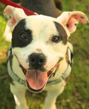 Trixie -  Pit Bull Terrier Dog for Adoption - Trixie | PetCurious