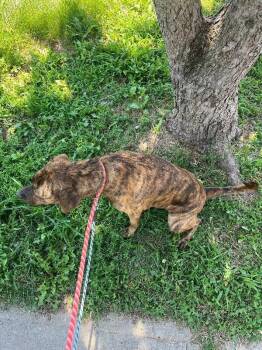 Cart Wheel -  Mixed Breed Dog for Adoption in Cincinnati, Ohio - Cart Wheel | PetCurious