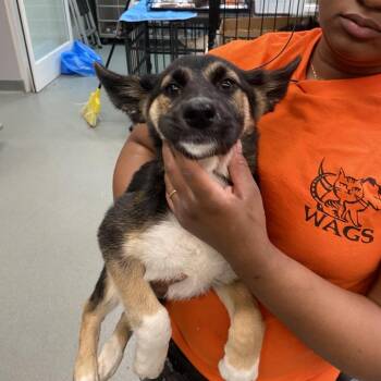 Tweed -  German Shepherd Dog Dog for Adoption in Westminster, California - Tweed | PetCurious