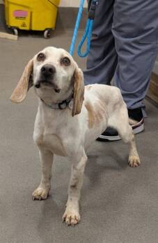 Beagle Dogs Available for Adoption - ARNOLD | PetCurious