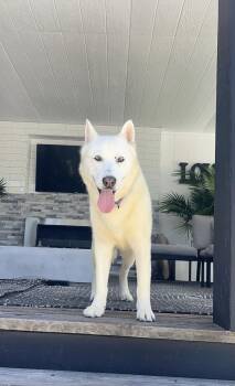 Husky Dogs Available for Adoption in Los Angeles, California - Troy | PetCurious