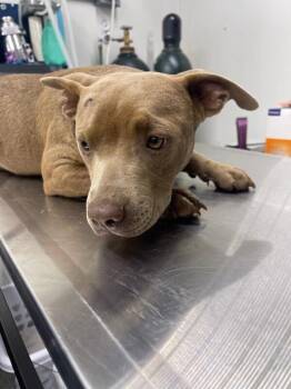 Tank -  Pit Bull Terrier Dog for Adoption in Linton, Indiana - Tank | PetCurious