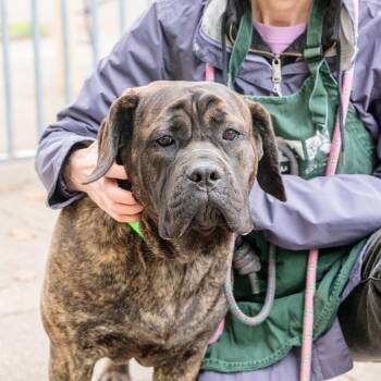 Mastiff Dogs Available for Adoption - Dimples | PetCurious