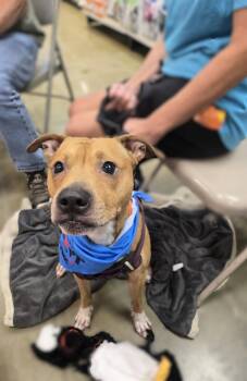 Kane -  Boxer Dog for Adoption in Bowie, Maryland - Kane | PetCurious