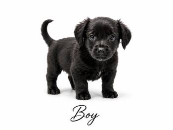 Jager -  Mixed Breed Dog for Adoption in Sylvania, Georgia - Jager | PetCurious