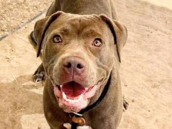 Clementine -  Mixed Breed Dog for Adoption in Georgetown, Texas - Clementine | PetCurious