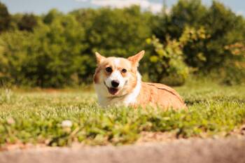 Corgi Dogs Available for Adoption in Gradyville, Kentucky - Olli- Transport | PetCurious