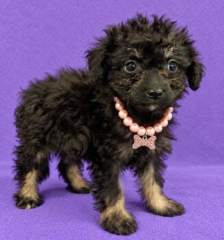 Layla -  Poodle Dog for Adoption in Lodi, California - Layla | PetCurious