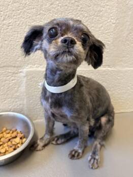 Shih Tzu Dogs Available for Adoption in Hagerstown, Maryland - KABOODLE | PetCurious