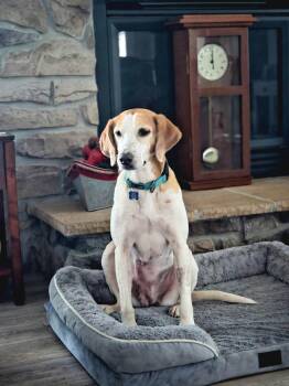 Molly -  American Foxhound Dog for Adoption in Prince Frederick, Maryland - Molly | PetCurious