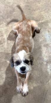 Gurgi -  Shih Tzu Dog for Adoption in Savannah, Georgia - Gurgi | PetCurious