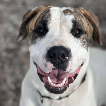 Rescue Mixed Breed Dogs for Adoption in Tioga, Pennsylvania - Bandit | PetCurious