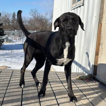 Pip -  Black Labrador Retriever Dog for Adoption in Marshalltown, Iowa - Pip | PetCurious