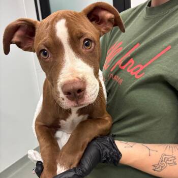 Punkin -  Terrier Dog for Adoption in Abilene, Texas - Punkin | PetCurious