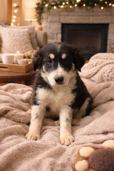 Bernese Mountain Dog and Golden Retriever Dogs Available for Adoption - Fancy | PetCurious