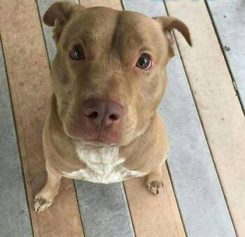 Mixed Breed Dogs Available for Adoption in Montreal, Quebec - Rambo | PetCurious