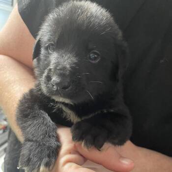 Morello Orange -  Black Labrador Retriever and Great Pyrenees Dog for Adoption in Savannah, Georgia - Morello Orange | PetCurious