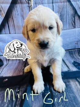 Teal/Mint Girl  -  Golden Retriever Dog for Sale in Boiling Springs, South Carolina - Teal/Mint Girl  | PetCurious