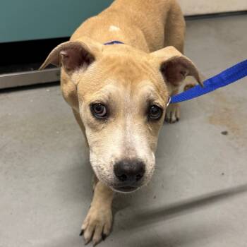 Rescue Mixed Breed Dogs for Adoption in Troy, Illinois - Amber | PetCurious