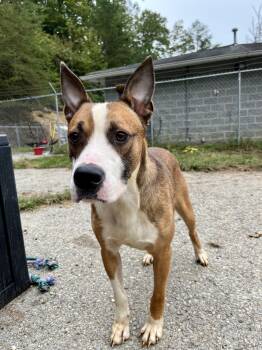 Pork Chop -  Australian Cattle Dog Blue Heeler Dog for Adoption in Fayetteville, West Virginia - Pork Chop | PetCurious