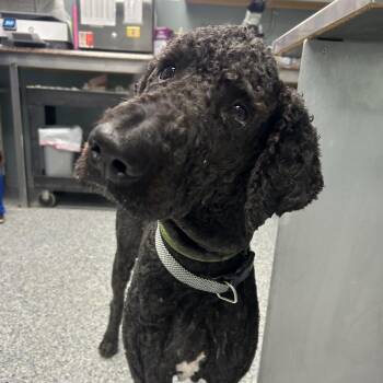 Poodle Dogs Available for Adoption in Greenville, South Carolina - Axel | PetCurious