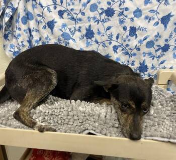 TRIXIE -  Chihuahua Dog for Adoption in Modesto, California - TRIXIE | PetCurious