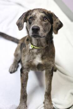 Yukon in NH. Come Meet our Adoptable Dogs Wednesday-Saturday. Mo -  Catahoula Leopard Dog Dog for Adoption in Manchester, New Hampshire - Yukon In NH. Come Meet Our Adoptable Dogs Wednesday-Saturday. Mo | PetCurious