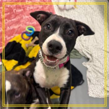 Moon Pie -  Mixed Breed Dog for Adoption in Austin, Texas - Moon Pie | PetCurious