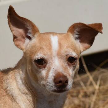 Rescue Chihuahua Dogs for Adoption in Auburn, Nebraska - Myrtle | PetCurious