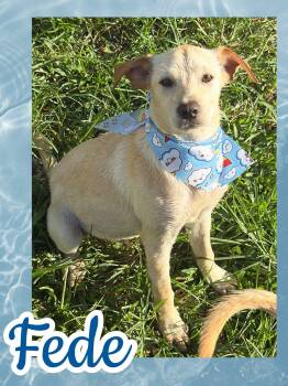 Fede -  Labrador Retriever Dog for Adoption in Ringwood, New Jersey - Fede | PetCurious