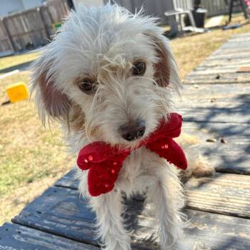 Schnoodle Dogs Available for Adoption - Maya | PetCurious